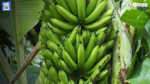 Goa Banana Production
