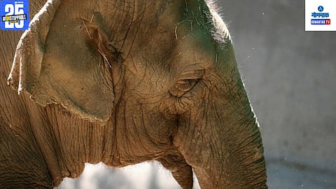 Goa High Court elephant order