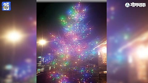 Oldest Christmas Tree