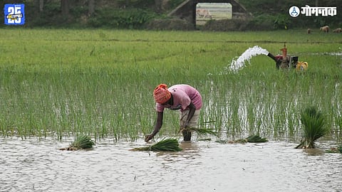 Goa Farming