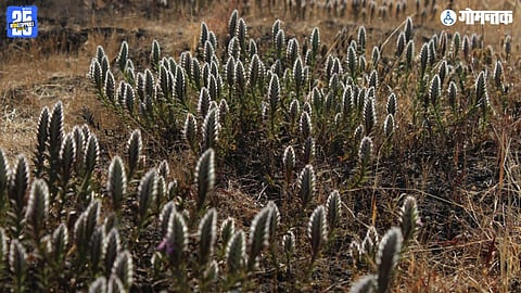 Lepidagathis clavata, Sada habitat Western Ghats, Endangered plant Konkan