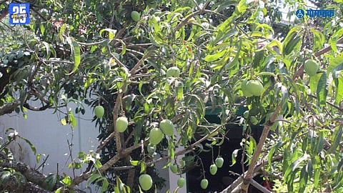 goa weather fluctuations