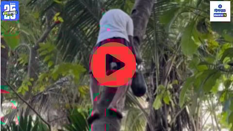 75 year old toddy tapper