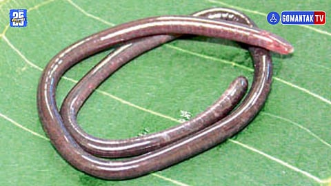 Gegeneophis Valmiki, New Caecilian Species