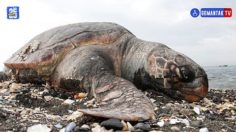Goa Beach Turtle Death
