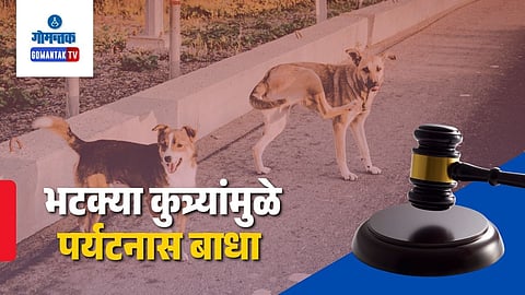 Stray Dogs Tourism Goa