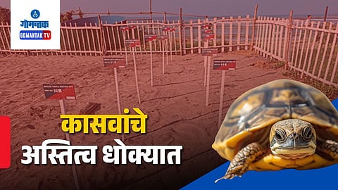 Morjim beach turtle nesting