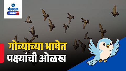 Goa Birds Konkani Names