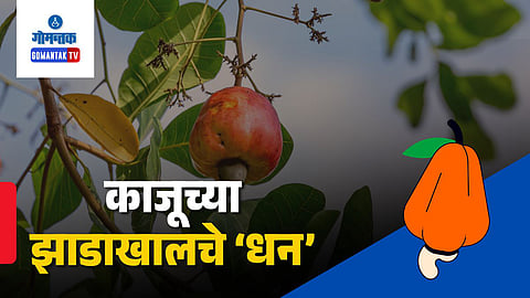 Goa Cashew Farming Success Story