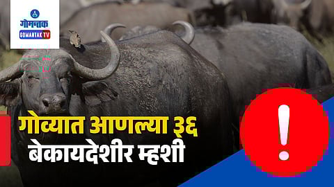 Illegal buffalo transport goa