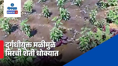 Goa Agriculture Pollution