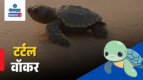Turtle Walker documentary Goa