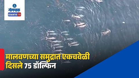 Malvan Beach 75 Dolphin Sighting Video