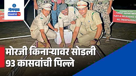 Olive Ridley turtles