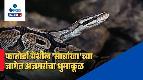 Pythons in Fatorda PWD land