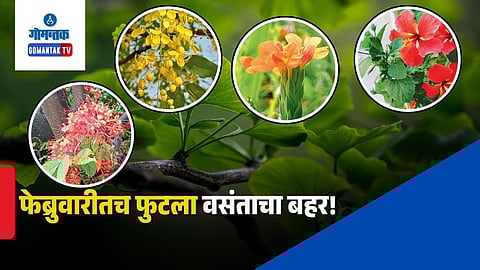 Spring flowers of Goa and India