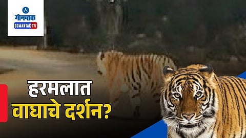 Tiger spotted near arambol goa