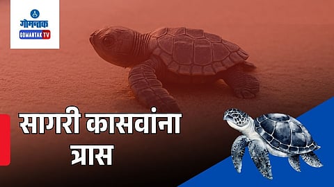 Vagator beach olive ridley turtles