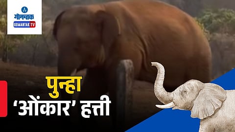 Omkar Elephant News