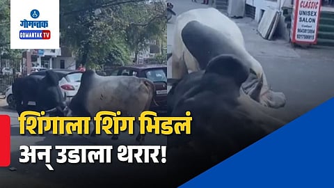 Bulls Fighting Viral Video
