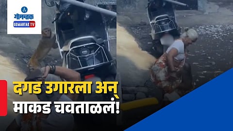 Monkey Attack Viral Video