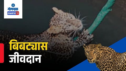 Cotigao leopard rescue