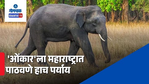 Omkar Elephant Update