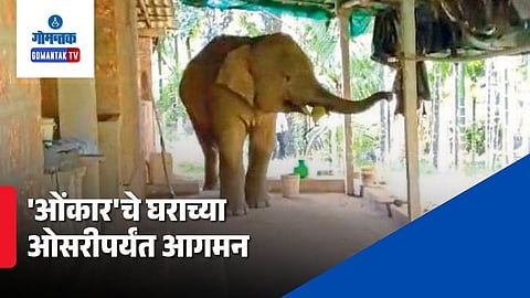 Omkar Elephant Update