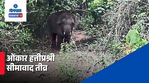 Omkar Elephant Update
