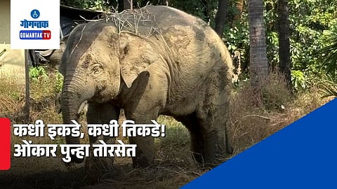 Omkar Elephant Update