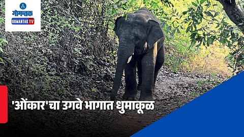 Omkar Elephant Update