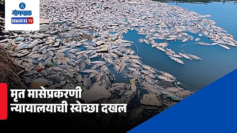 High Court PIL Mala Lake dead fish