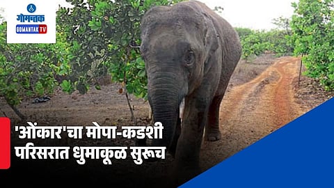 Omkar Elephant Update
