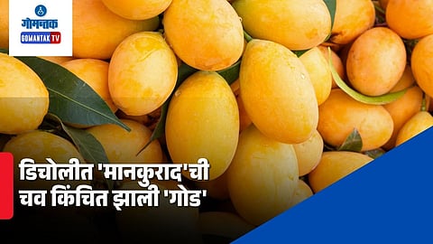 Bicholim Mankurad mango prices