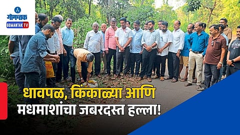 Bee Attack at Foundation Ceremony in Bicholim