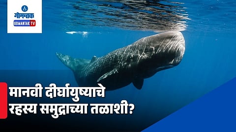 Bowhead whale CIRBP protein