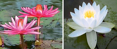 गणेशप्रिय फुले: कमळ