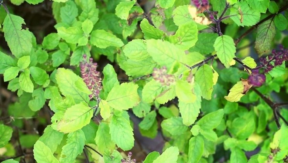 Rus osmirlar porno onlayn Ingushetiya porno videolar