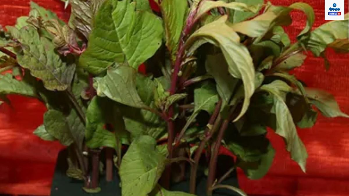 पावसाळ्यात मिळणारी चविष्ठ रानभाजी तुम्ही खाल्ली का? Kurdu Green Leafy ...