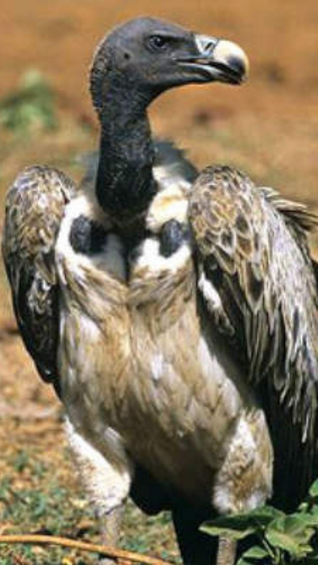 गिधाड... निसर्गाचा स्वच्छतादूत कुठे गायब झाला |indian vulture photo ...