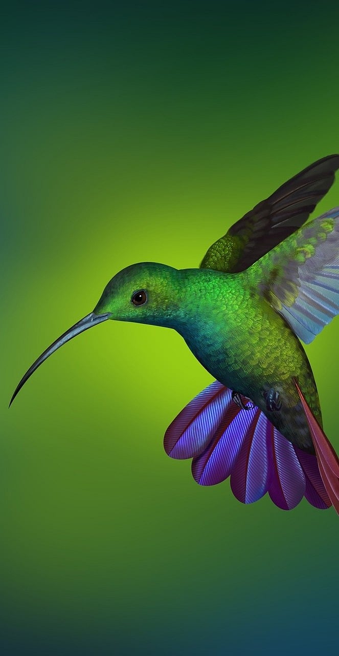 जगातल्या सगळ्यात छोटा पक्ष्याबद्दल चला जाणून घेऊ...|Hummingbirds facts ...