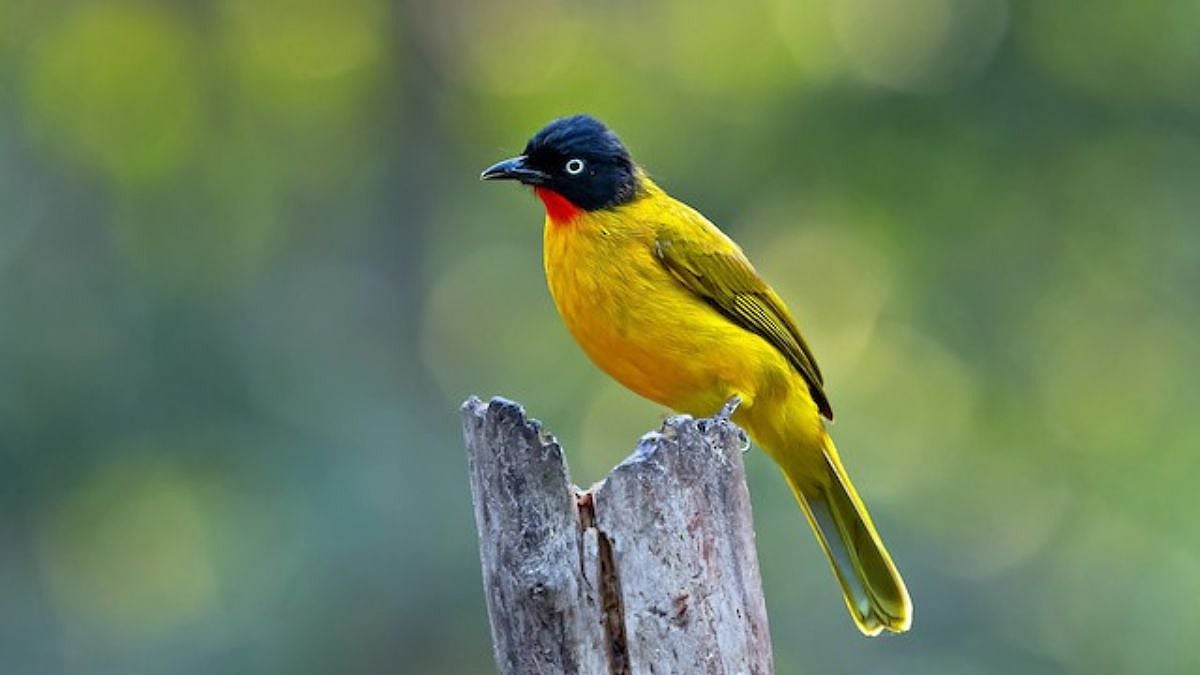 Flame Throated Bulbul: गोमंतकाचे मानदंड! गोवा राज्याचा पक्षी 'अग्निकंठी ...