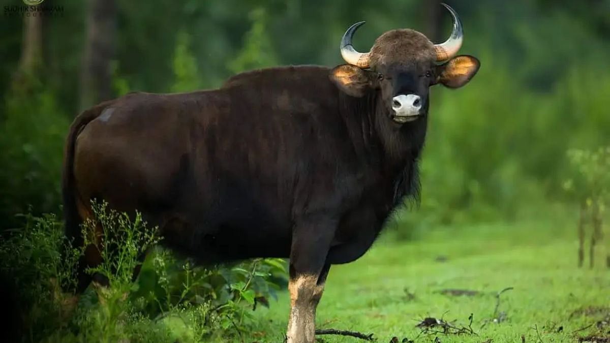 Goa State Animal: गोव्याचा राज्यप्राणी तुम्हाला माहितीये का? 25 ते 35 ...