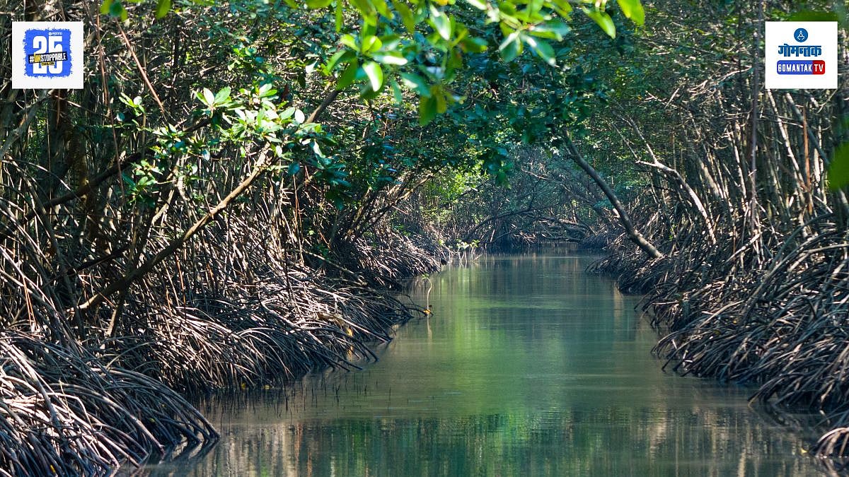 Goa Mangroves: गोव्याचे नैसर्गिक वैभव! हवेतून कार्बन-डाय-ऑक्साइडचे शोषण ...