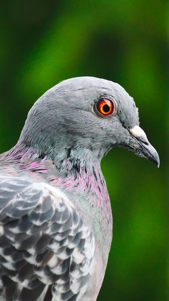 सतत बाल्कनीत येणाऱ्या कबुतरांचा त्रास नकोसा झालाय? Tired of Pigeons in ...