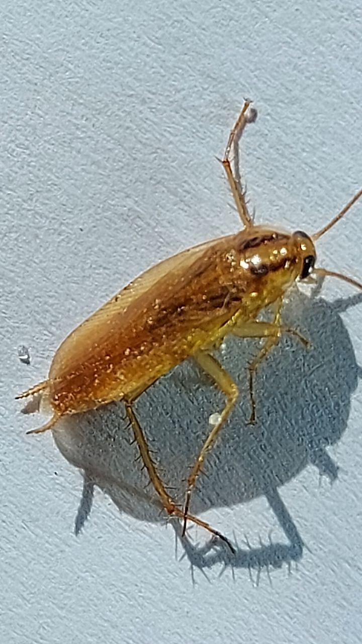 केळ्यांच्या वापराने झुरळ होतील छूमंतर; वाचा कसं? Get Rid of Cockroaches ...