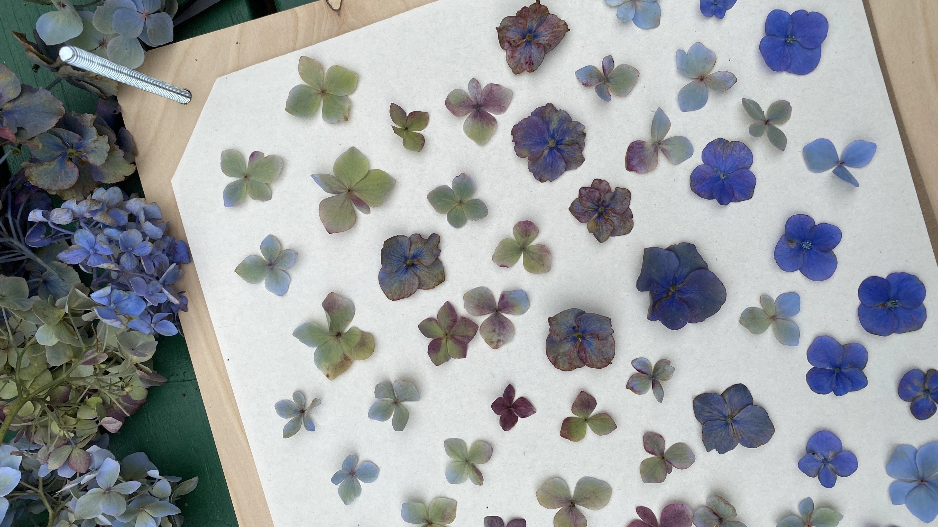 Why are people still pressing flowers? It's a form of storytelling