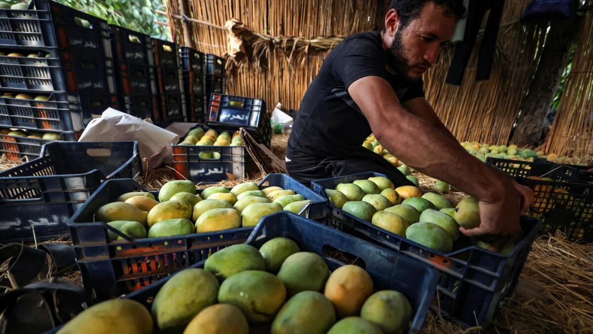 A farmer arranges mangoes after the yield dropped because of high temperature, in Ismailia, Egypt.