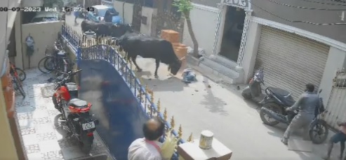 School girl attacked by cow in Tamil Nadu, owner arrested