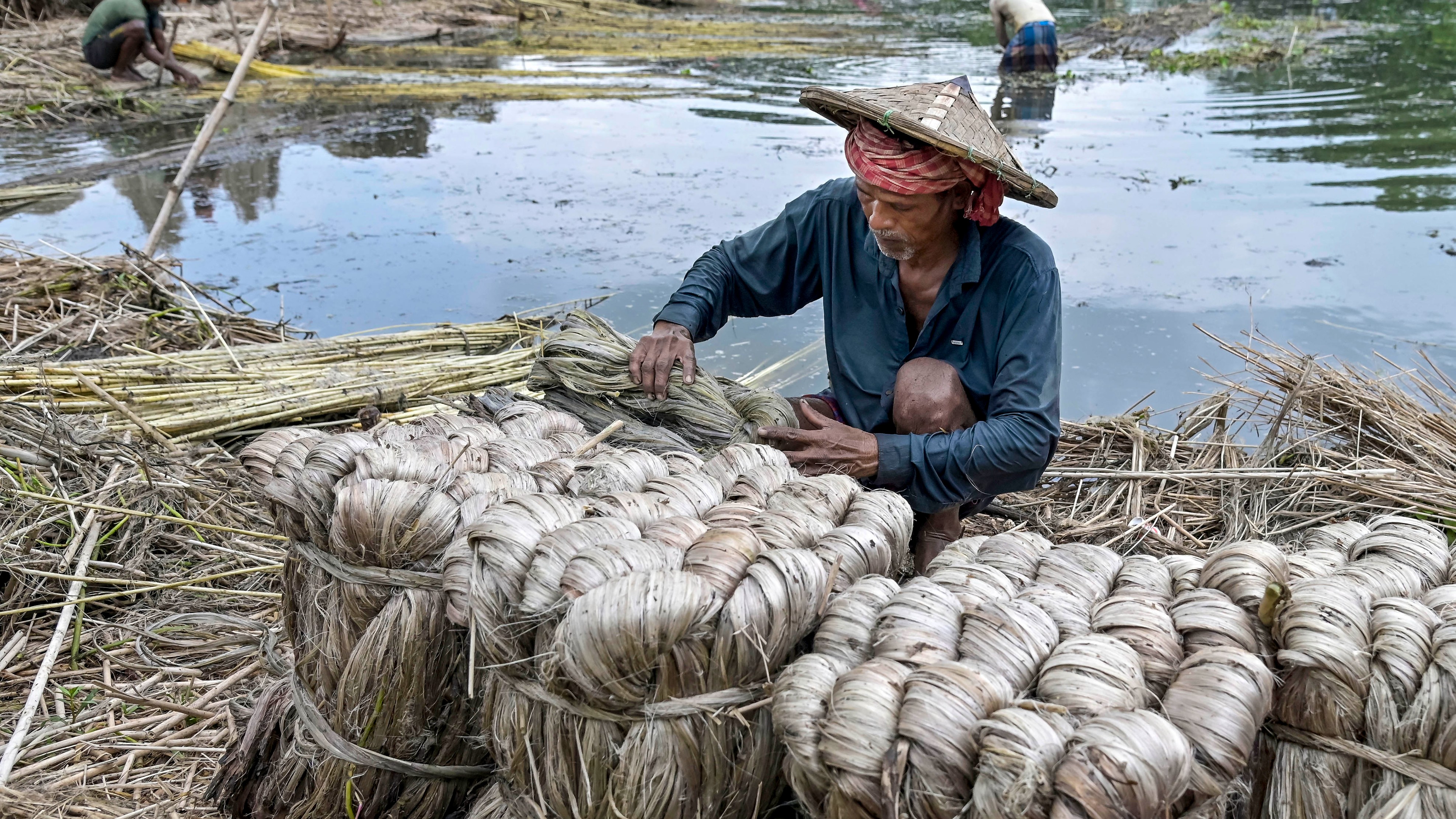 Farmers extract fibres from jute plants, in Nadia, Sunday, August 20, 2023.